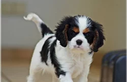 Kavalír king charles španěla štěňata