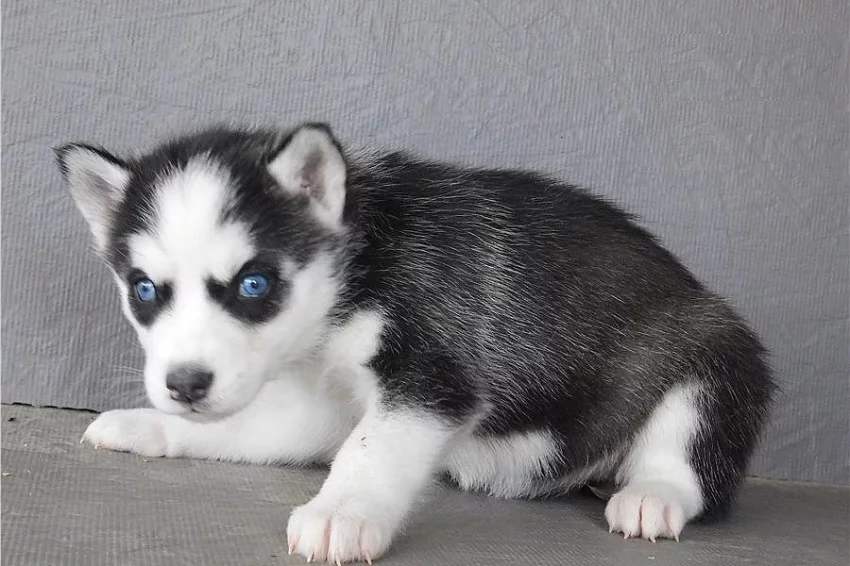 Sibirský husky s PP