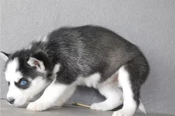 Sibirský husky s PP