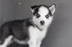 Sibirský husky s PP