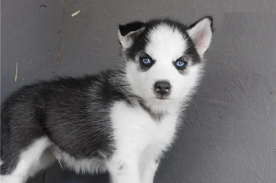 Sibirský husky s PP