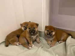 Shiba-inu