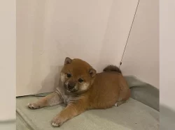 Shiba-inu