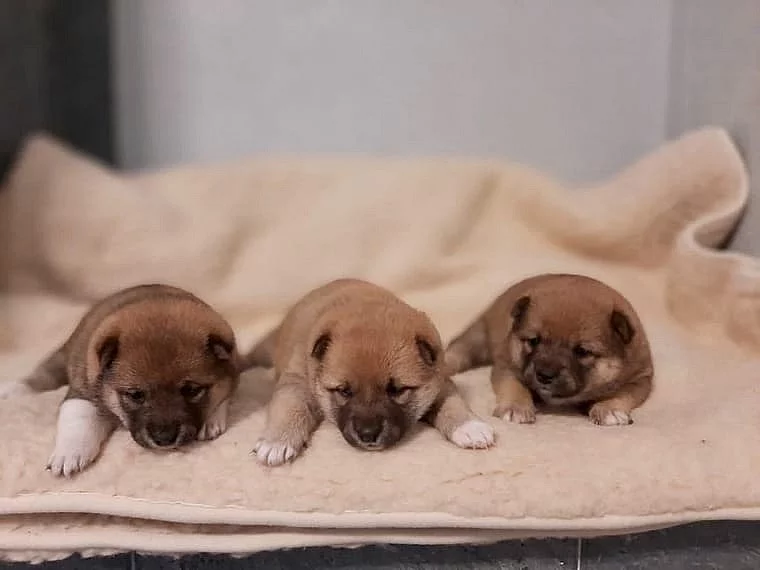 Shiba-inu