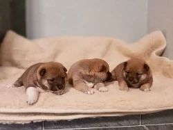 Shiba-inu