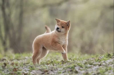 Shiba Inu
