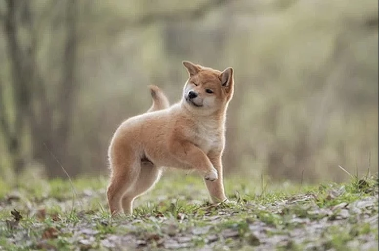Shiba Inu