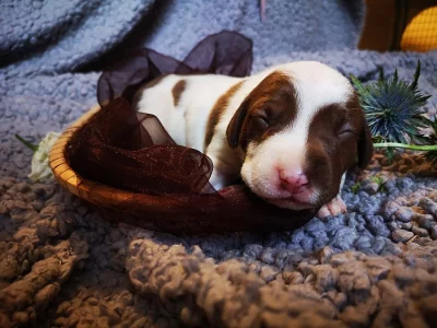 Štěňě labrador Х pitbull