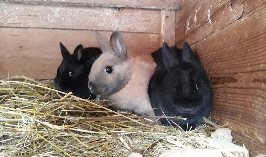 Prodám mláďata králíka Lví hlava