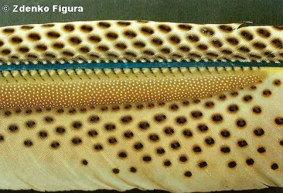 Bažant argus okatý (Argusianus argus)