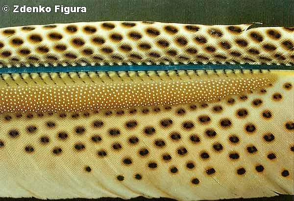 Bažant argus okatý (Argusianus argus)