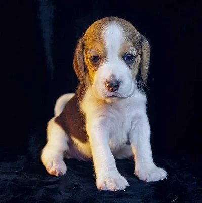 Štěně beagle s PP