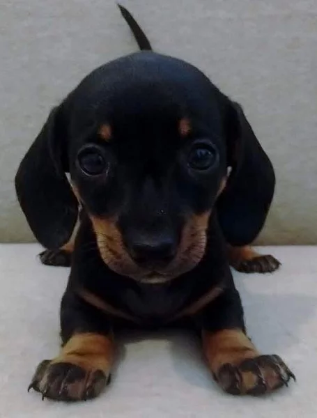 Jezevčík krátkosrstý králičí - štěně