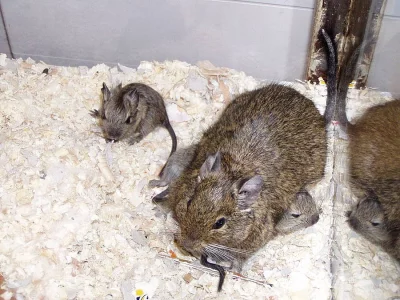 Daruji 2 samice osmáka degu