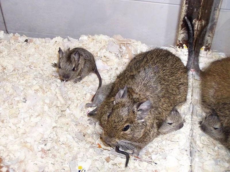 Daruji 2 samice osmáka degu
