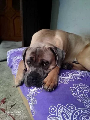 CANE CORSO ke krytí