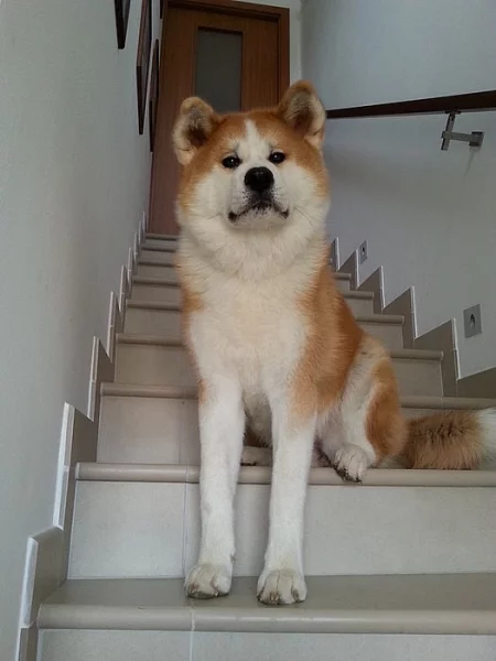 Akita inu