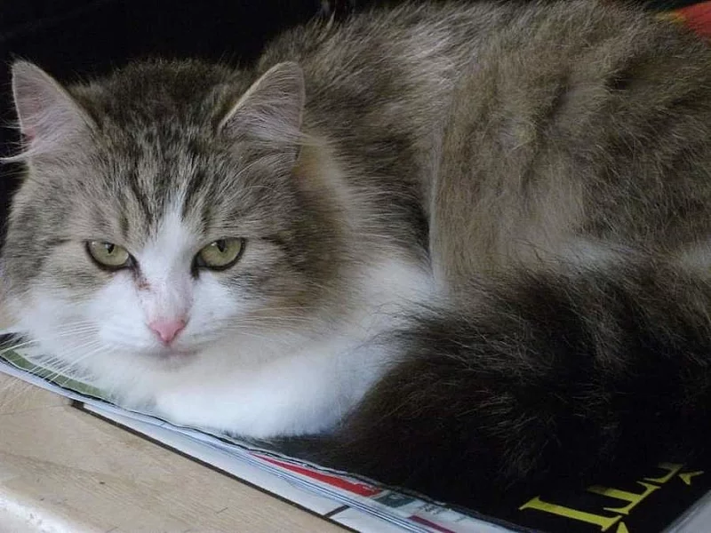 Kočička do dobrých rukou