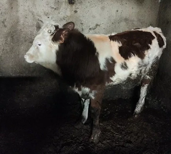 Prodám býka o váze cca 200 kg