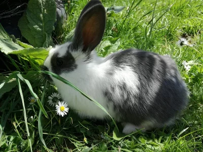 Mladí králíčci vhodní k chovu i jako mazlíčci