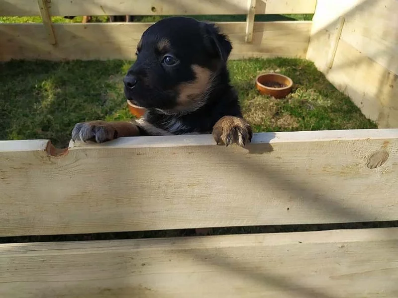 Rottweiler štěnata