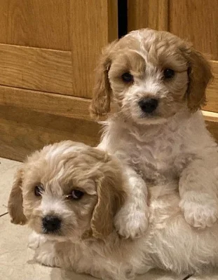 Zdravá štěňata Cavachon na prodej.