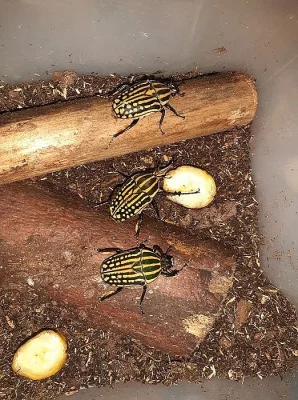Chelorrhina davagei
