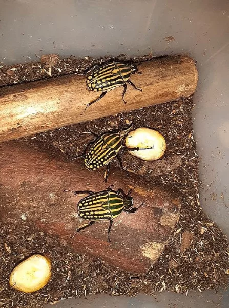 Chelorrhina davagei