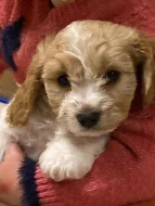 Zdravá štěňata Cavachon na prodej.