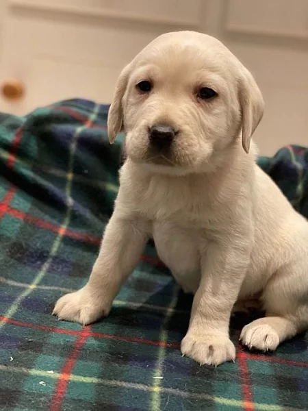 Na prodej jsou roztomilá štěňata labradorů.