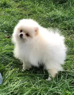Krásná Pomeranian Pups na prodej.