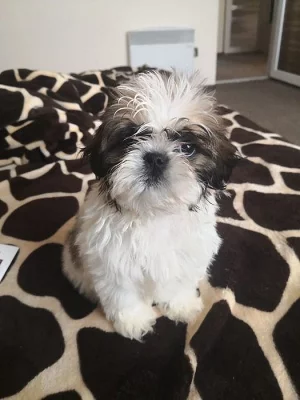 Krásná štěňata Shih Tzu na prodej.