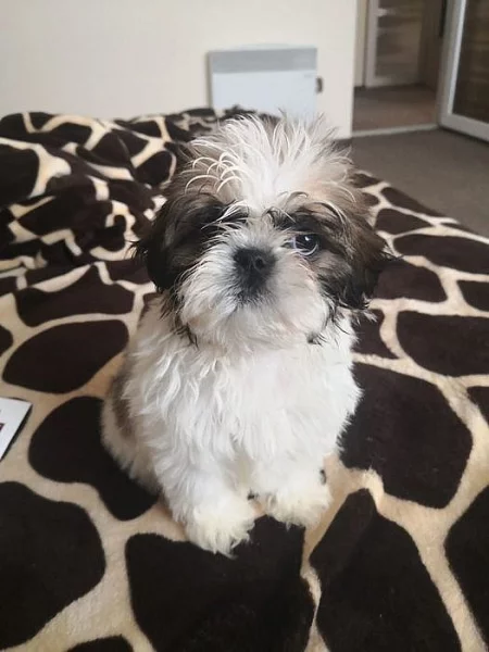 Krásná štěňata Shih Tzu na prodej.