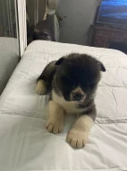 Krásná akita štěňata na prodej.