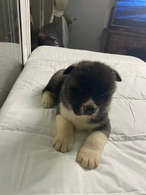 Krásná akita štěňata na prodej.