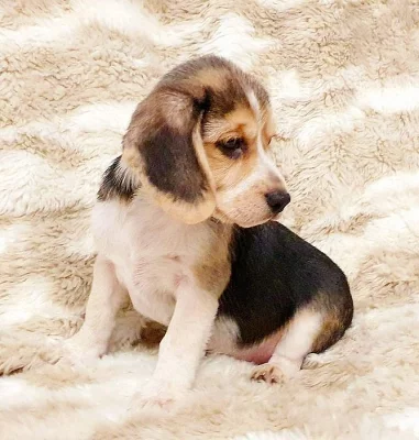 Vynikající štěňata Beagle na prodej.