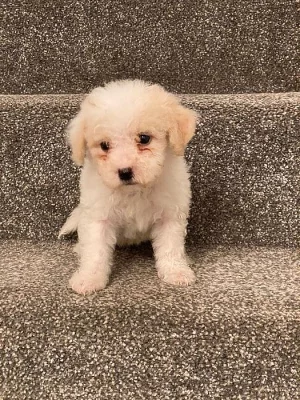 Úžasná štěňata Bichon na prodej.