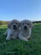 Krásná zlatá labradorská štěňata