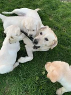 Krásná zlatá labradorská štěňata