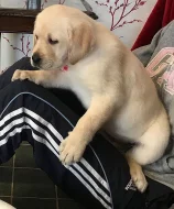 Krásná zlatá labradorská štěňata