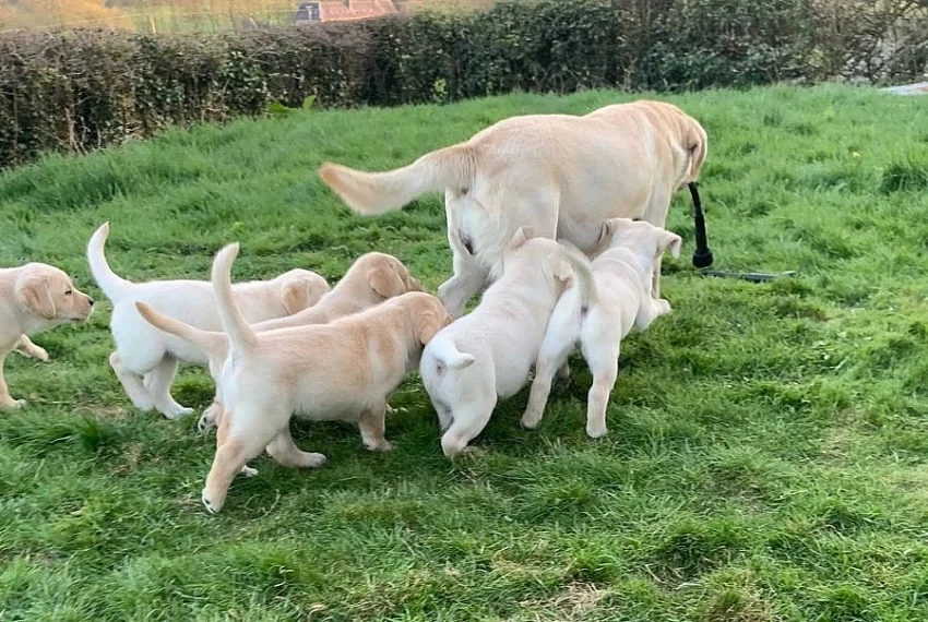 Krásná zlatá labradorská štěňata