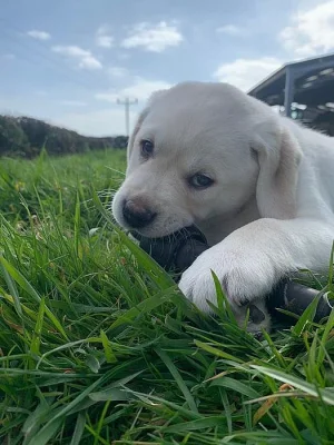 Krásná zlatá labradorská štěňata