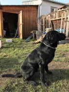 Labrador ke krytí