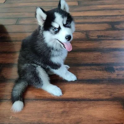 Sibiřský husky