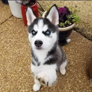 Sibiřský husky