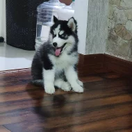 Sibiřský husky