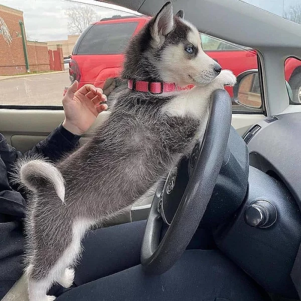 Sibiřský husky