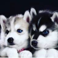 Sibiřský husky štěňata na prodej