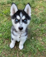 Sibiřský husky štěňata na prodej