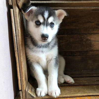 Sibiřský husky štěňata na prodej